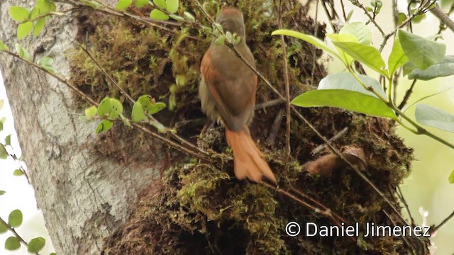 Ash-browed Spinetail - ML201949401