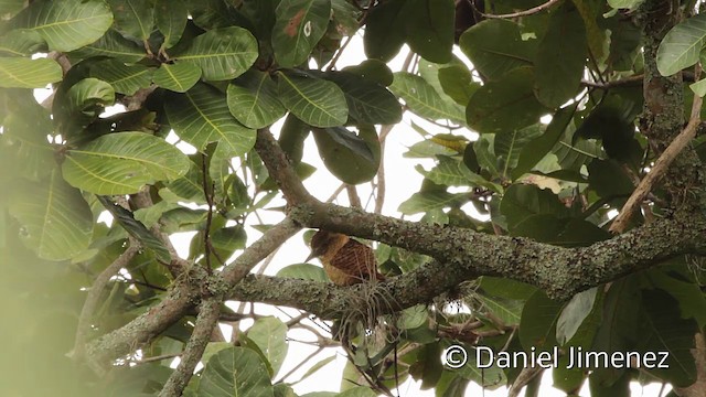 Лінивка-смугохвіст панамська - ML201949411