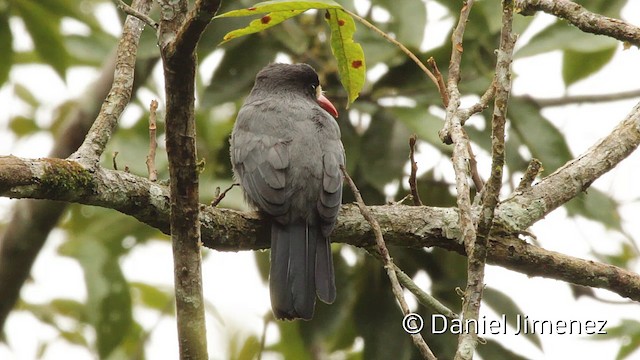 White-fronted Nunbird (Pale-winged) - ML201949431