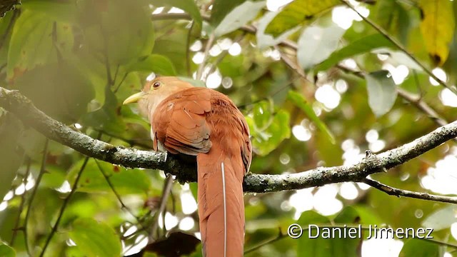 Squirrel Cuckoo (Amazonian) - ML201949451