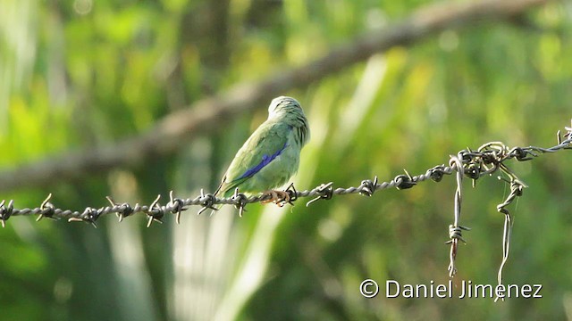 Spectacled Parrotlet - ML201949471