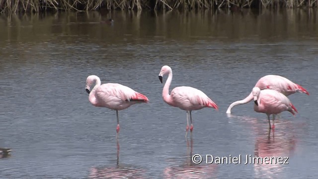  - Chilean Flamingo