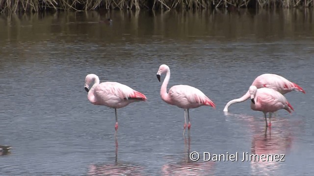 Chilean Flamingo - ML201949581