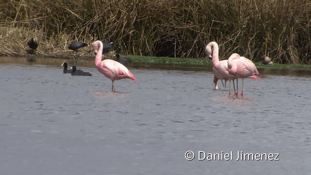 Şili Flamingosu - ML201949591