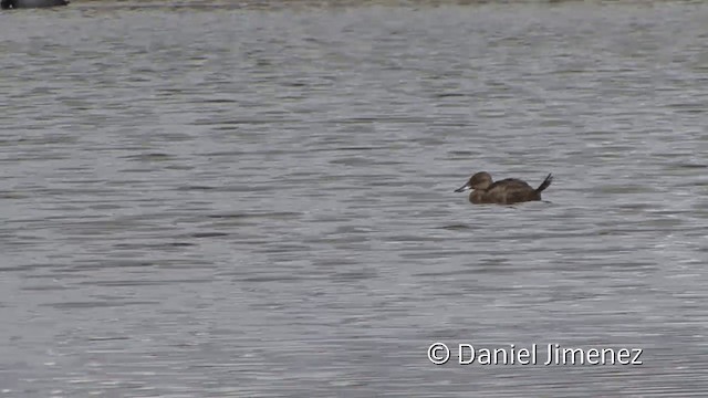 Andean Duck - ML201949631