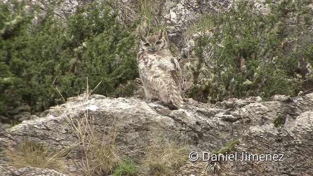 Lesser Horned Owl - ML201949641