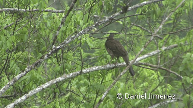 Speckled Chachalaca (Speckled) - ML201949771
