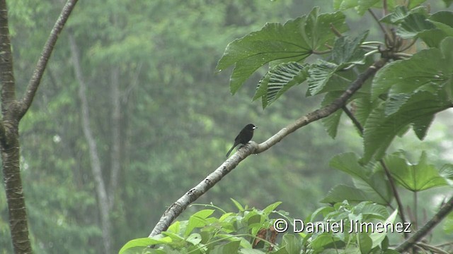 Silver-beaked Tanager - ML201949821