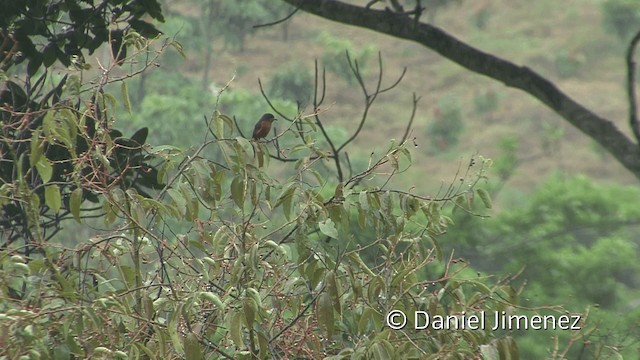 Silver-beaked Tanager - ML201949831