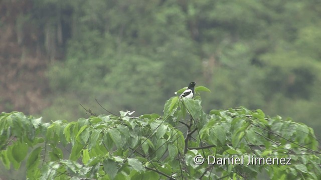 Magpie Tanager - ML201949851