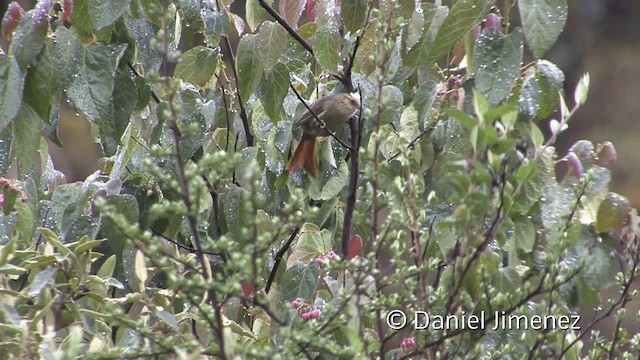 Creamy-crested Spinetail - ML201949921