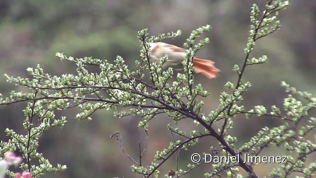 Creamy-crested Spinetail - ML201949931
