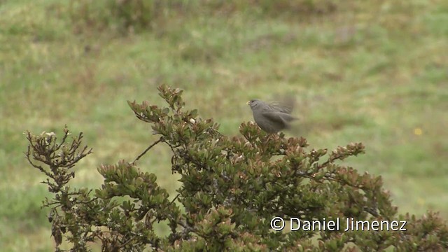 Plain-colored Seedeater - ML201949941