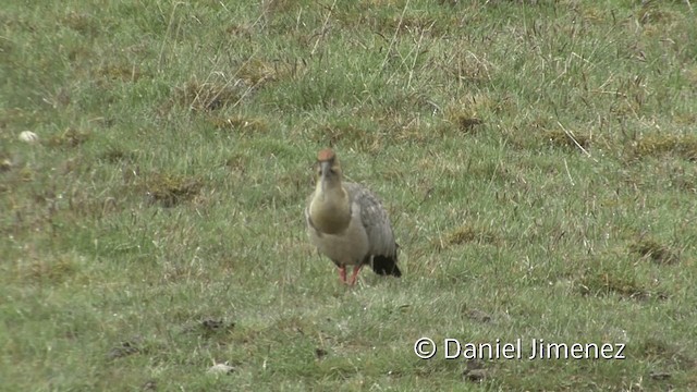 Andean Ibis - ML201949981