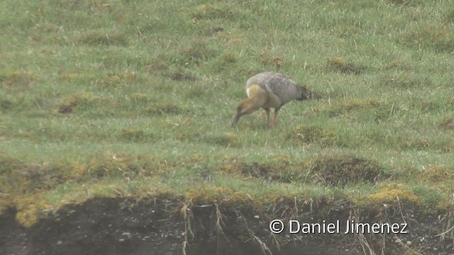 Andean Ibis - ML201949991