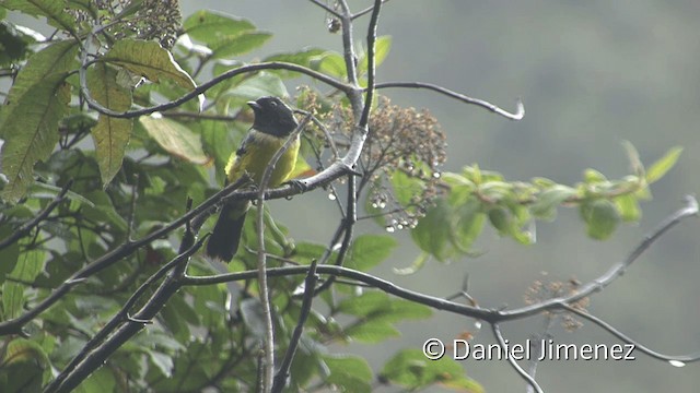 Buff-breasted Mountain Tanager (Cerulean-streaked) - ML201950081