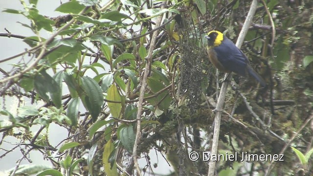 Golden-collared Tanager - ML201950131