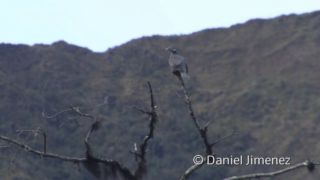 Pigeon à queue barrée (groupe albilinea) - ML201950171