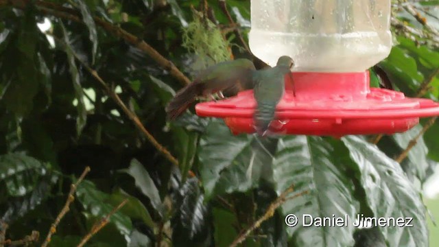 Зелёный колибри-отшельник - ML201950271