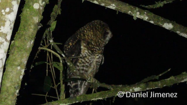 Rufous-banded Owl - ML201950341