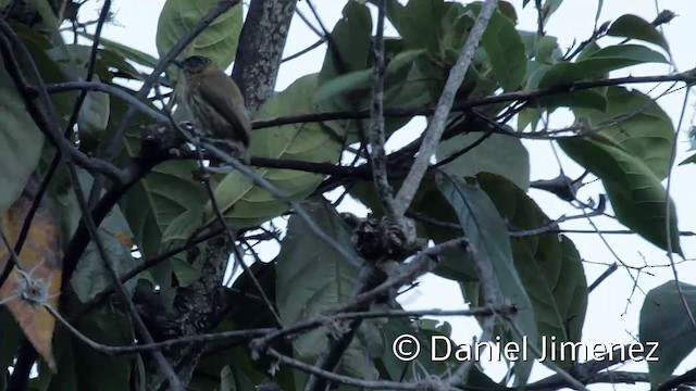 Olivaceous Piculet - ML201950391