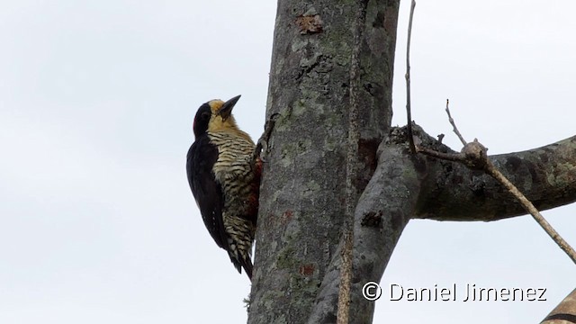 Beautiful Woodpecker - ML201950411