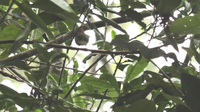 Rufous-naped Greenlet - ML201950521