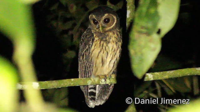 Mottled Owl (Mottled) - ML201950541