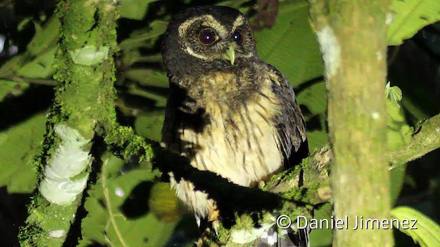 Mottled Owl (Mottled) - ML201950551
