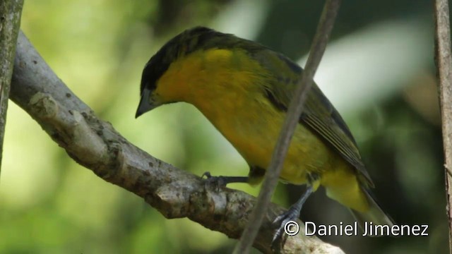 Thick-billed Euphonia (Black-tailed) - ML201950641