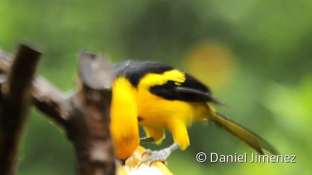 Yellow-tailed Oriole - ML201950671