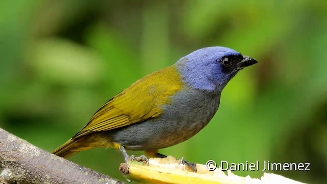 Blue-capped Tanager - ML201950721