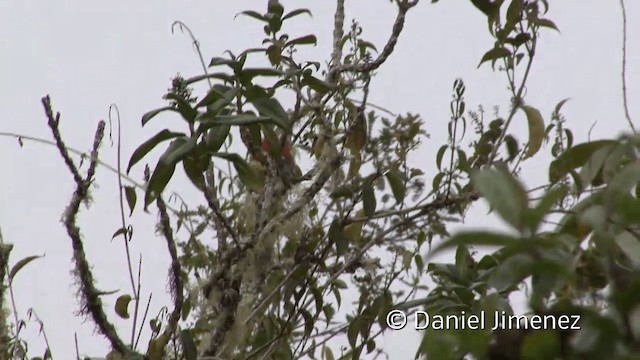 Crimson-mantled Woodpecker (Crimson-mantled) - ML201950761