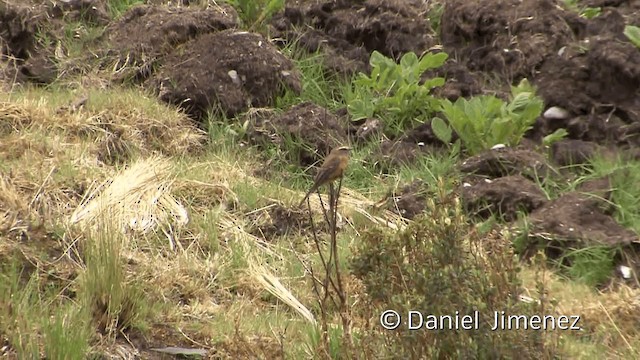 Brown-backed Chat-Tyrant - ML201950961