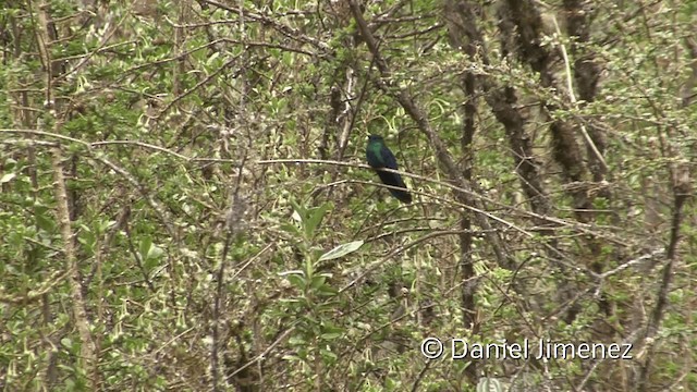 kolibřík modrokřídlý - ML201950991