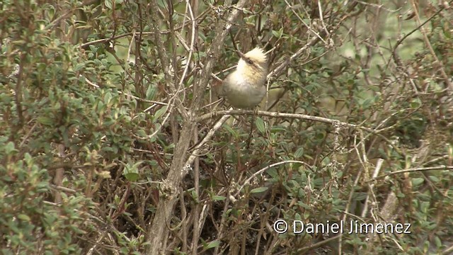 Creamy-crested Spinetail - ML201951011