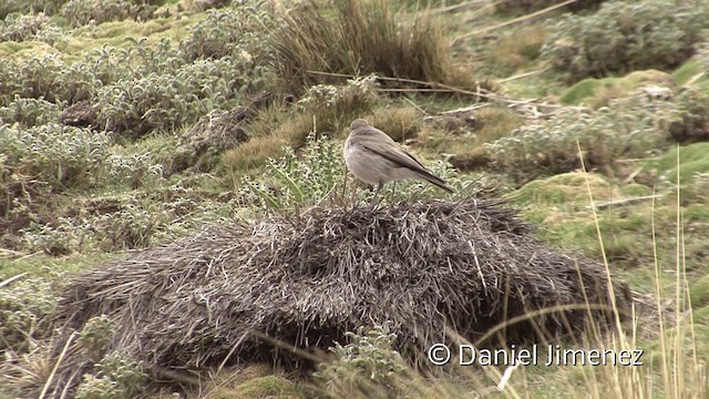  - Cinereous Ground-Tyrant