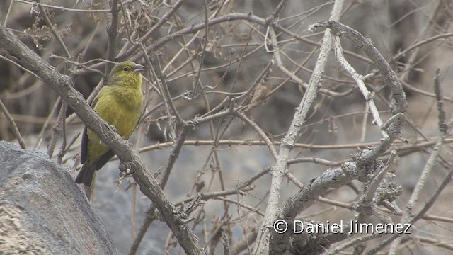 Greenish Yellow-Finch - ML201951351