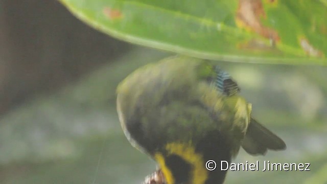 Gold-ringed Tanager - ML201951431