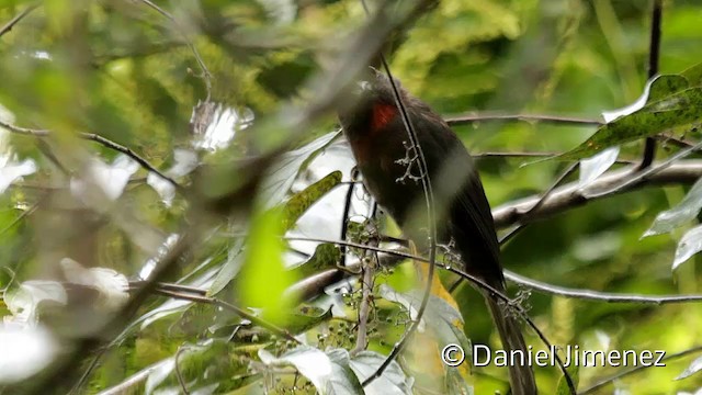 Sooty Ant-Tanager - ML201951441
