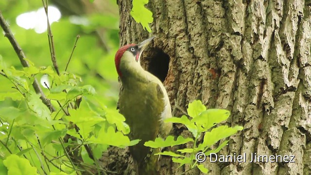 Eurasian Green Woodpecker (Eurasian) - ML201951461
