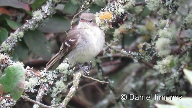  - Small-billed Elaenia