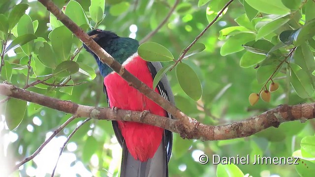  - Black-tailed Trogon (Black-tailed)
