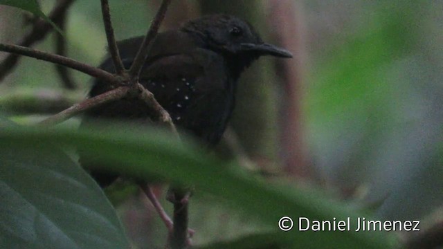Black-throated Antbird - ML201951791