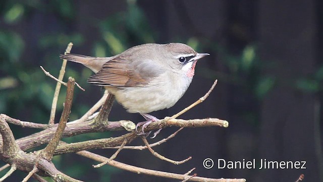  - Siberian Rubythroat