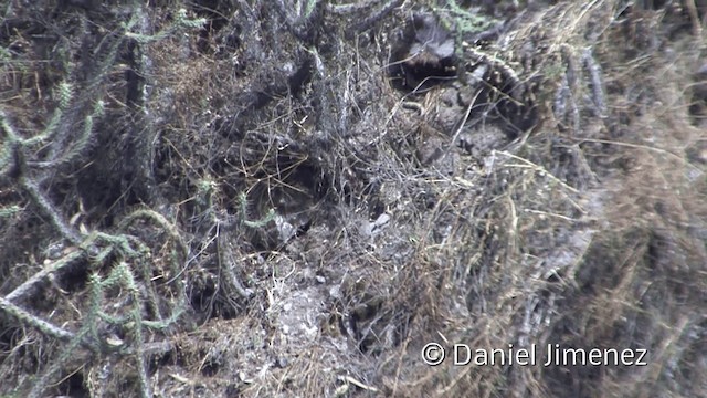 Tinamou des Andes - ML201952061