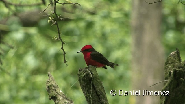 Vermilion Flycatcher (obscurus Group) - ML201952321