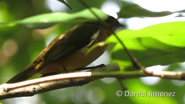 Fulvous-crested Tanager - ML201952651