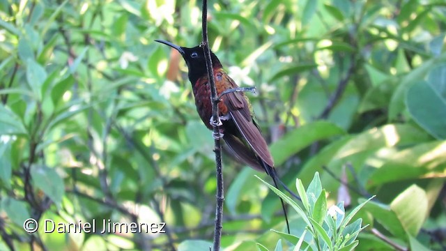 kolibřík zelenokostřečný - ML201952721