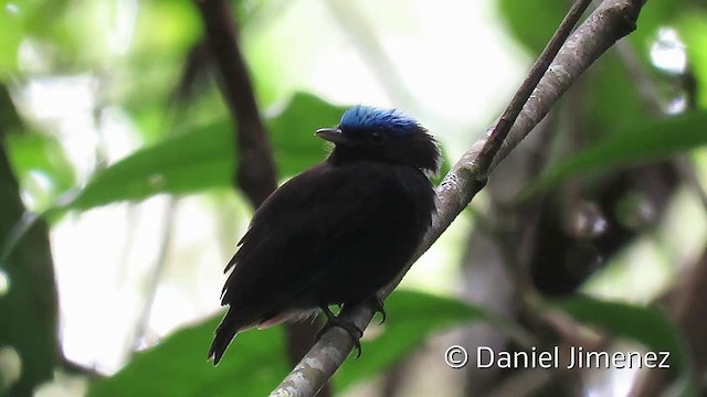 Blue-capped Manakin (Blue-capped) - ML201952751